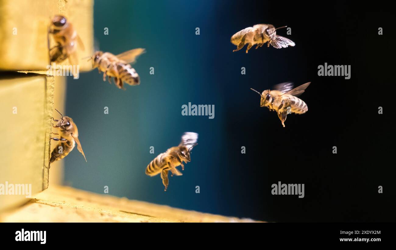 Gruppo di api vicino all'alveare in volo Foto Stock