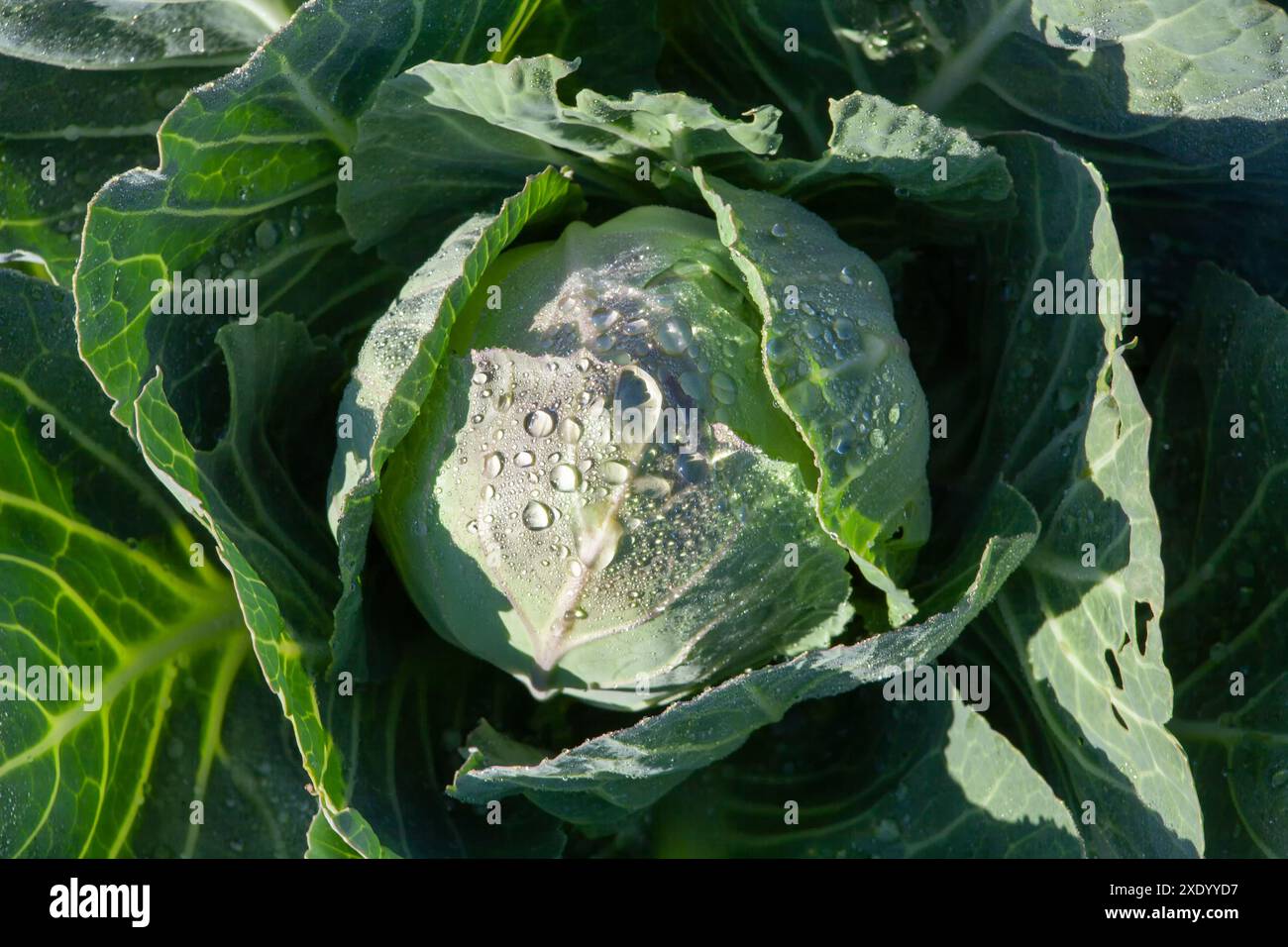 Una fresca testa di cavolo è ricoperta di gocce di rugiada mattutina. Foto Stock