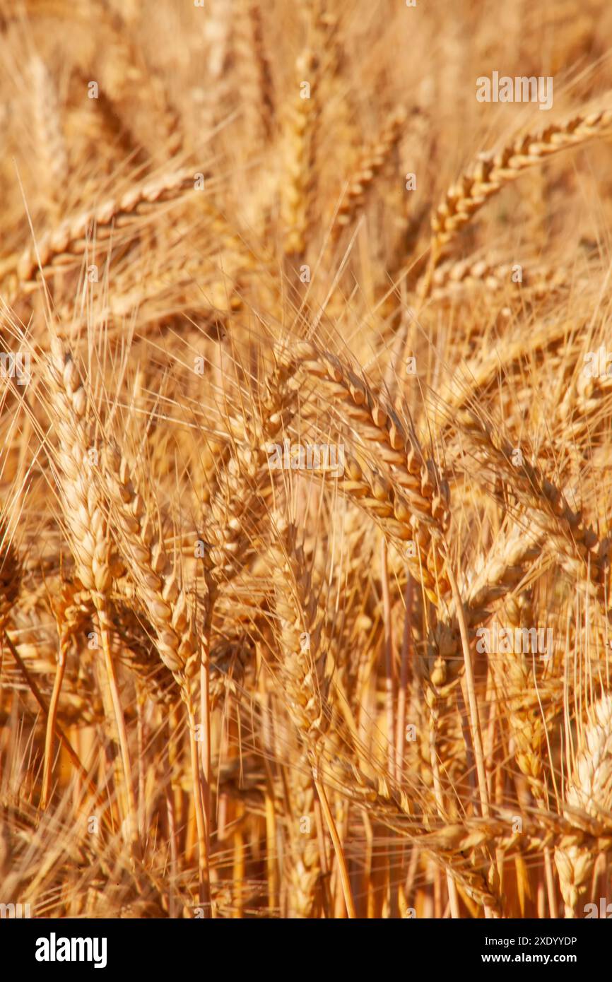 Orecchie di grano dorato maturate nel campo. Raccolta del grano in agricoltura. Foto Stock