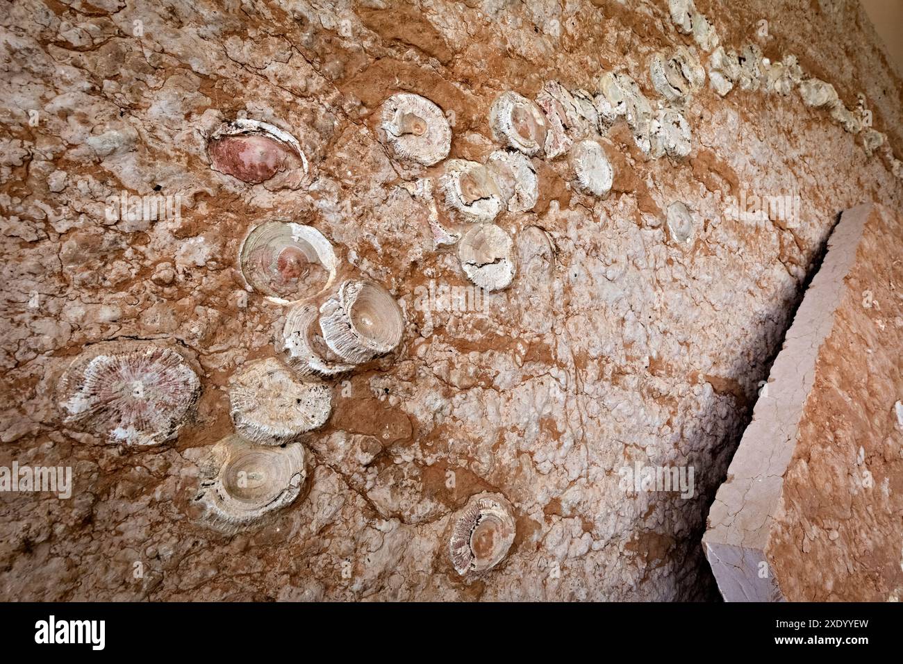 Fossili al Museo Geopaleontologico di Camposilvano. Velo Veronese, Lessinia, Veneto, Italia. Foto Stock