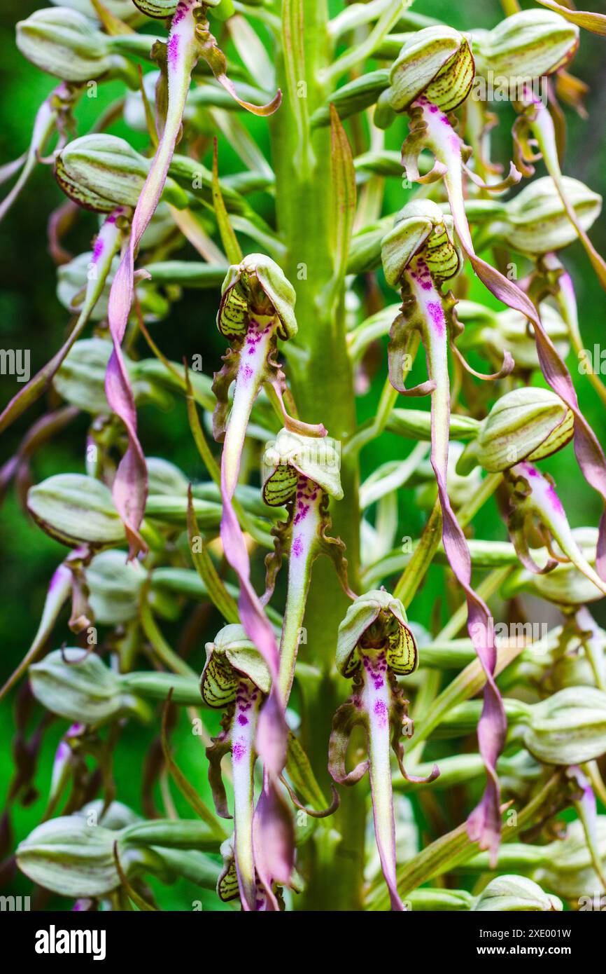 Orchidea di lucertola (Himantoglossum hircinum) pianta erbacea perenne selvatica - Francia centrale. Foto Stock