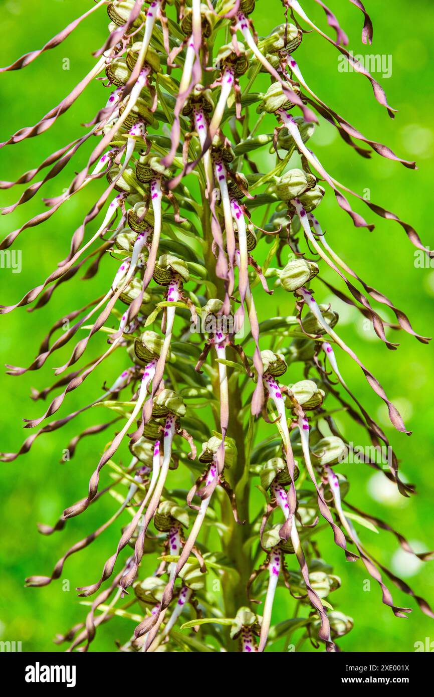 Orchidea di lucertola (Himantoglossum hircinum) pianta erbacea perenne selvatica - Francia centrale. Foto Stock