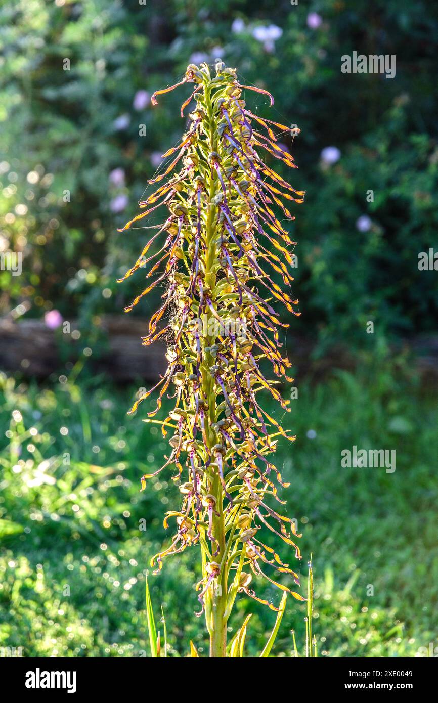 Orchidea di lucertola (Himantoglossum hircinum) pianta erbacea perenne selvatica - Francia centrale. Foto Stock
