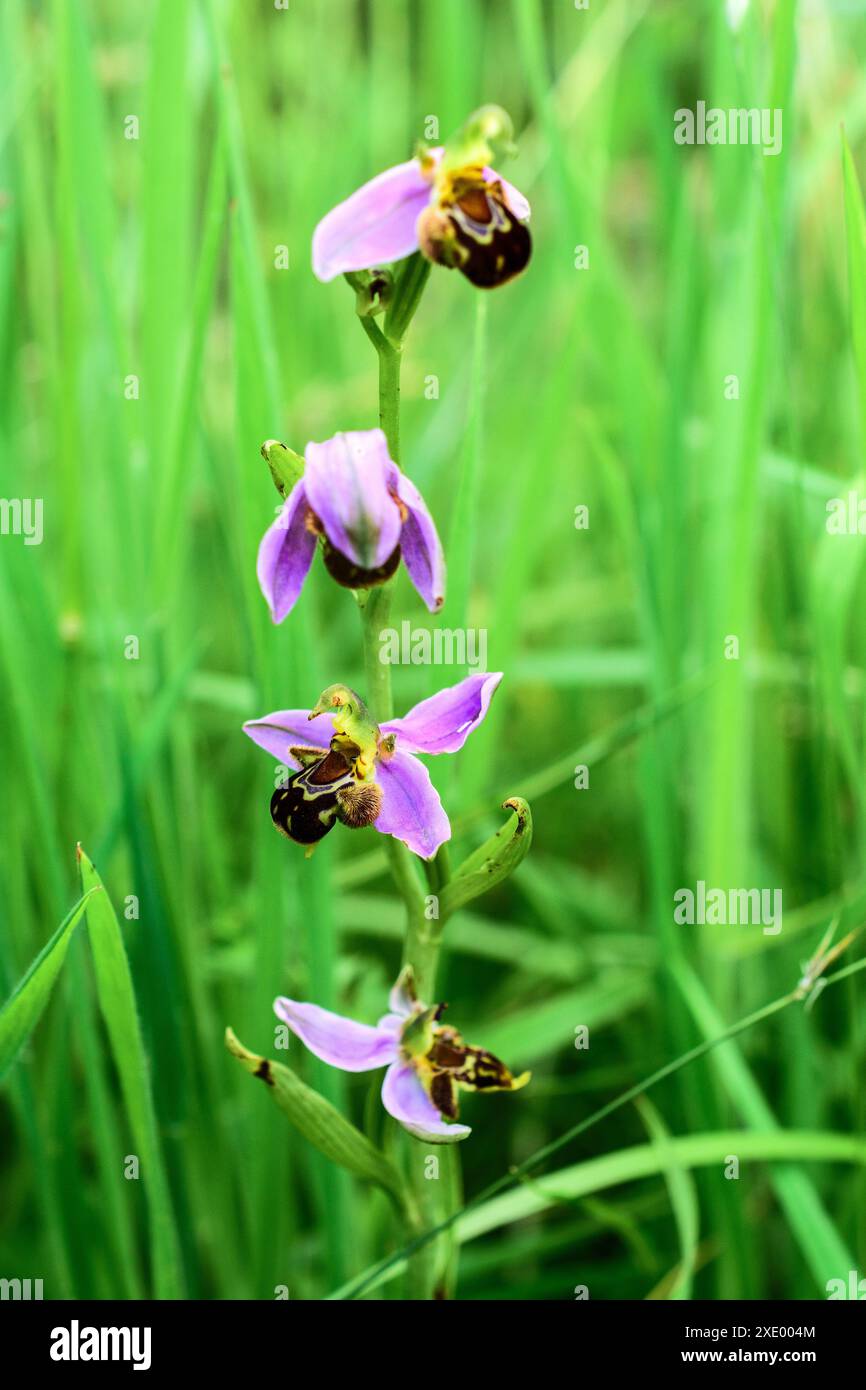 Orchidea d'api (Ophrys apifera) che cresce nel giardino selvatico - Francia centrale. Foto Stock
