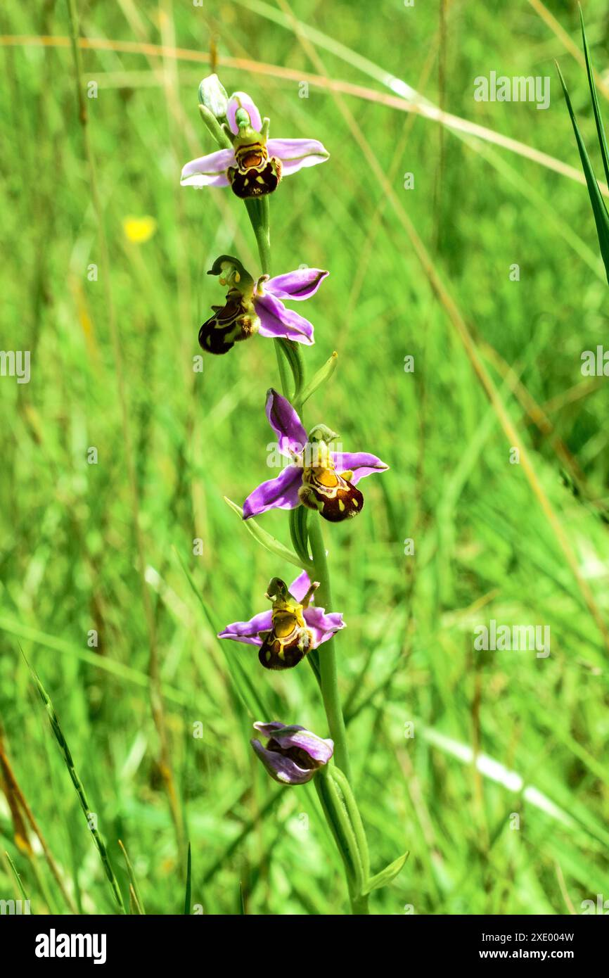 Orchidea d'api (Ophrys apifera) che cresce nel giardino selvatico - Francia centrale. Foto Stock