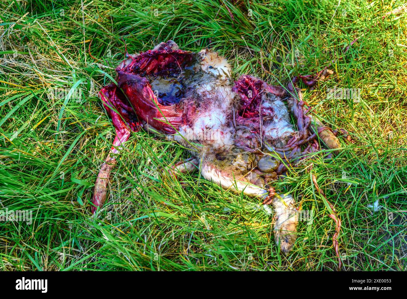Lepre "roadkill" per metà mangiata da altri animali o uccelli - Francia centrale. Foto Stock