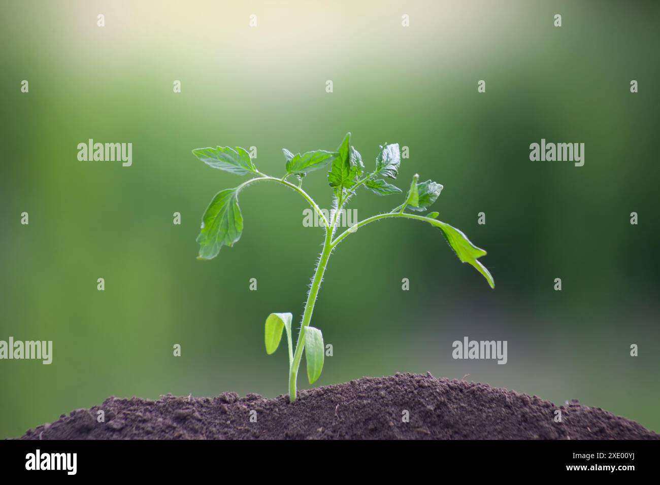 Piantine di pomodoro, appena piantate nel terreno. Pianta giovane su sfondo verde sfocato. Foto Stock