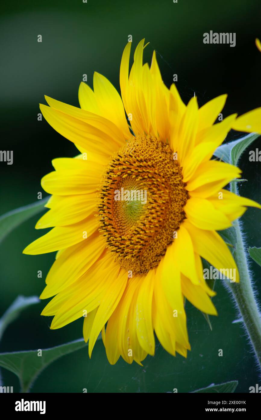 Fiore di girasole close-up Foto Stock