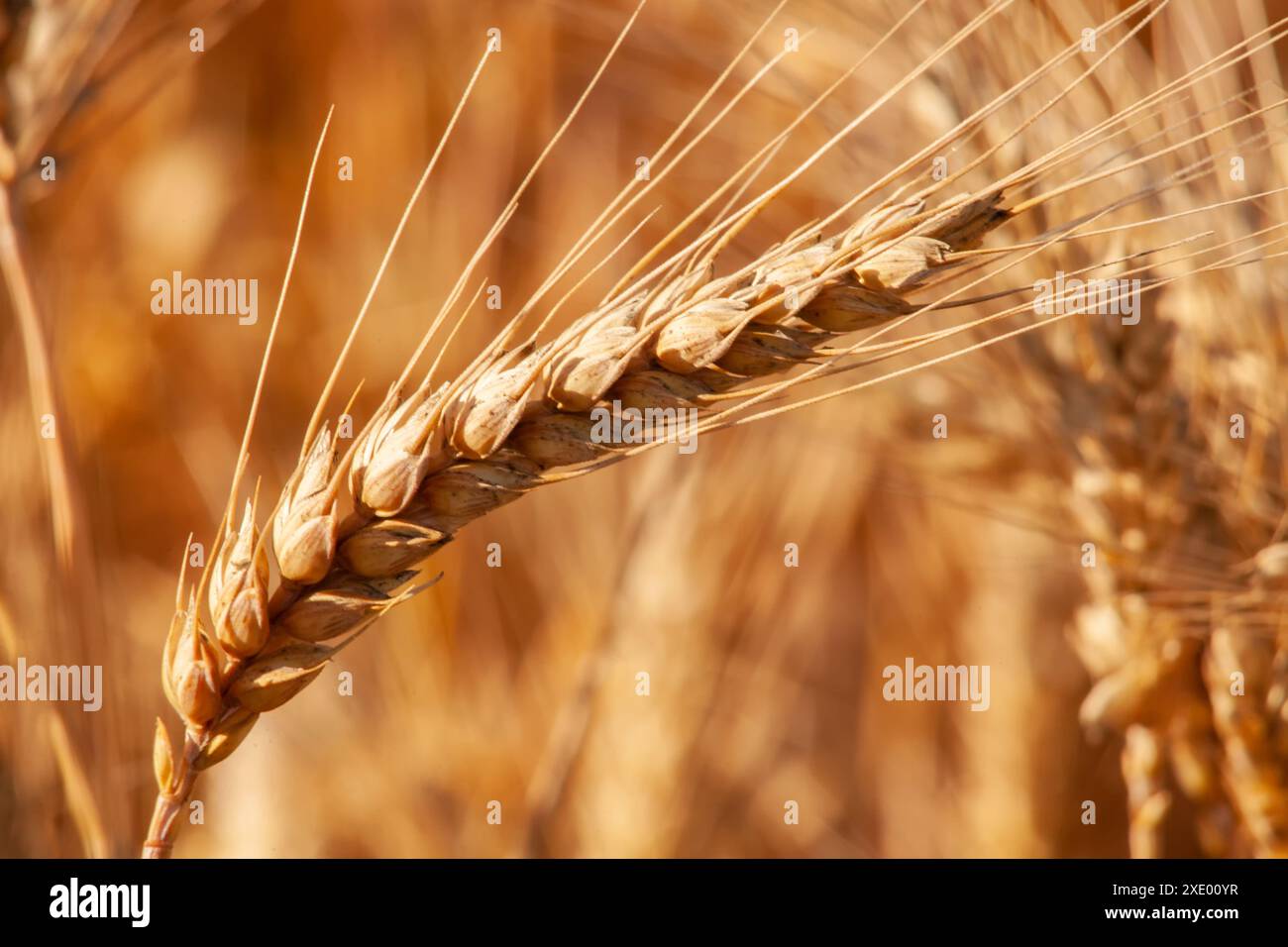 Un primo piano di un orecchio di grano al sole arancione Foto Stock