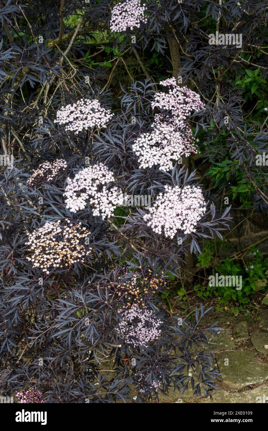 Sambuco nero, Sambucus nigra. Foto Stock