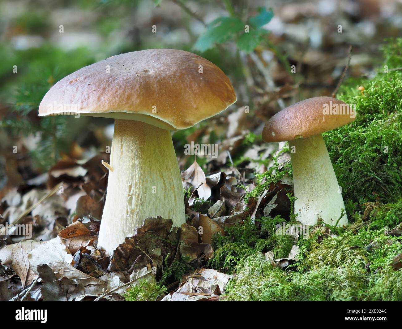 Boletus edulis, CEP, funghi Penny Bun Bolete Foto Stock