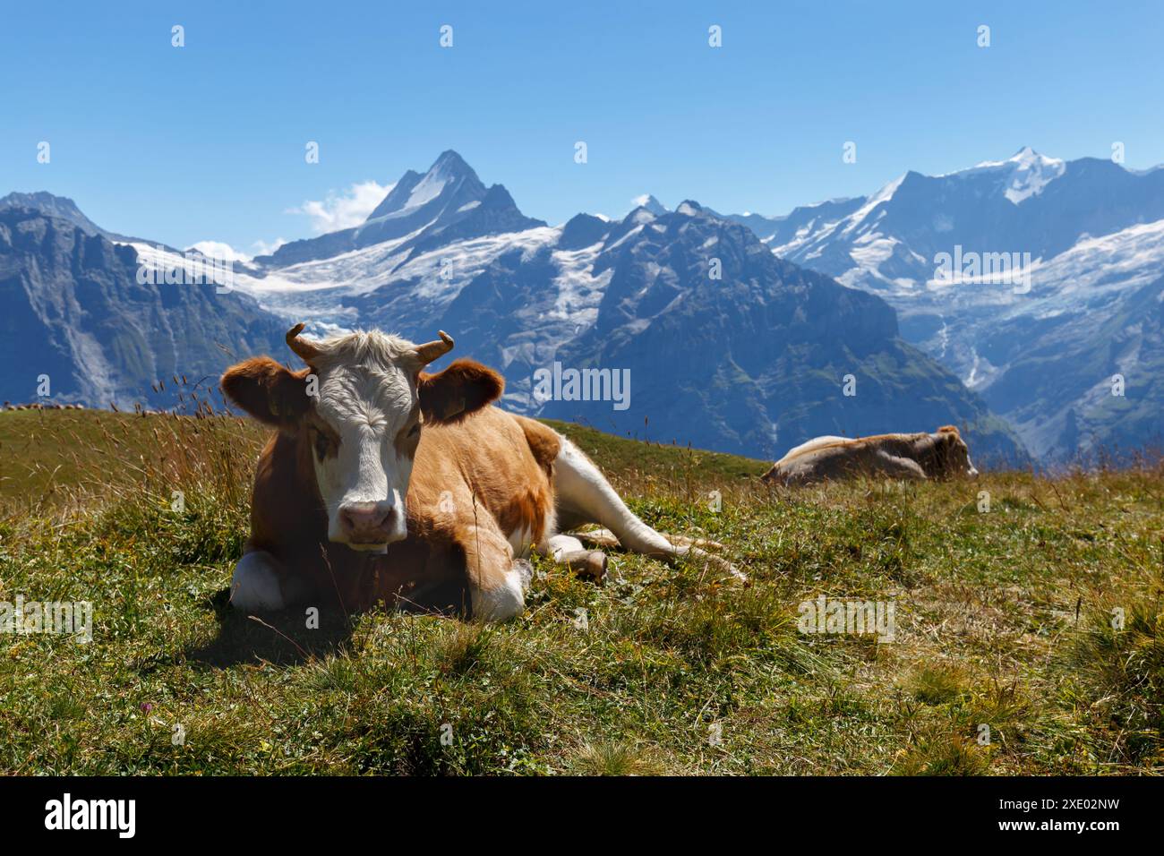 Mucca a Grindelwald delle Alpi Svizzere Foto Stock