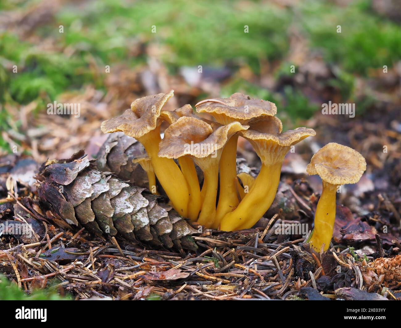 Piede giallo, Craterellus lutescens Foto Stock