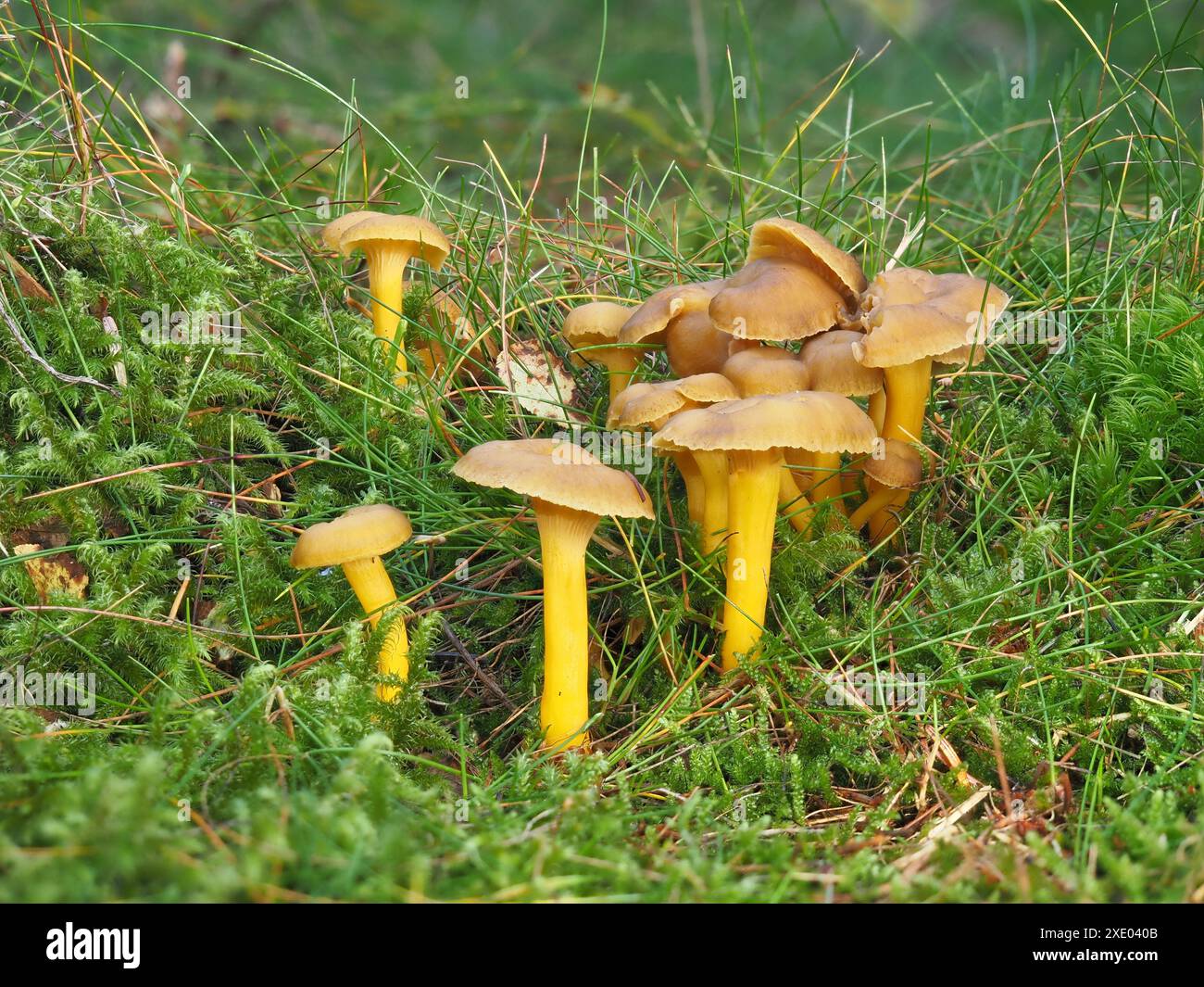 Piede giallo, Craterellus lutescens Foto Stock