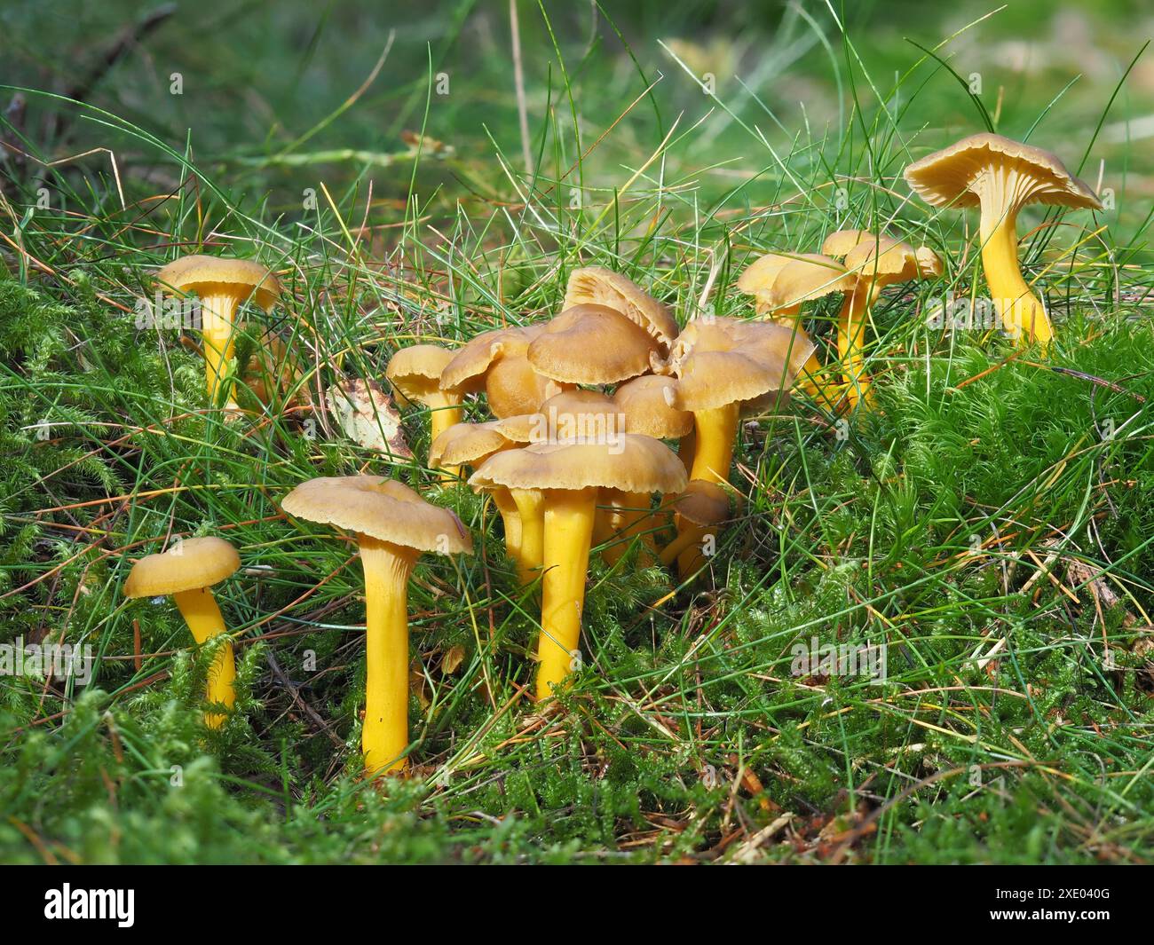 Piede giallo, Craterellus lutescens Foto Stock