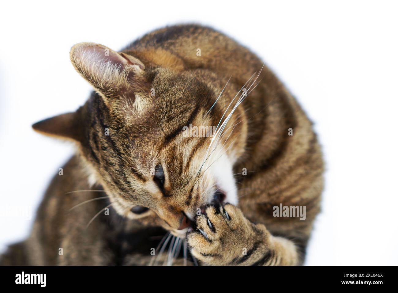 Primo piano di un gatto che lecca la zampa isolata su sfondo bianco Foto Stock