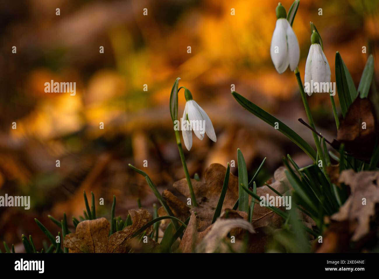 Splendidi fiori selvatici di gocce di neve in una foresta Foto Stock