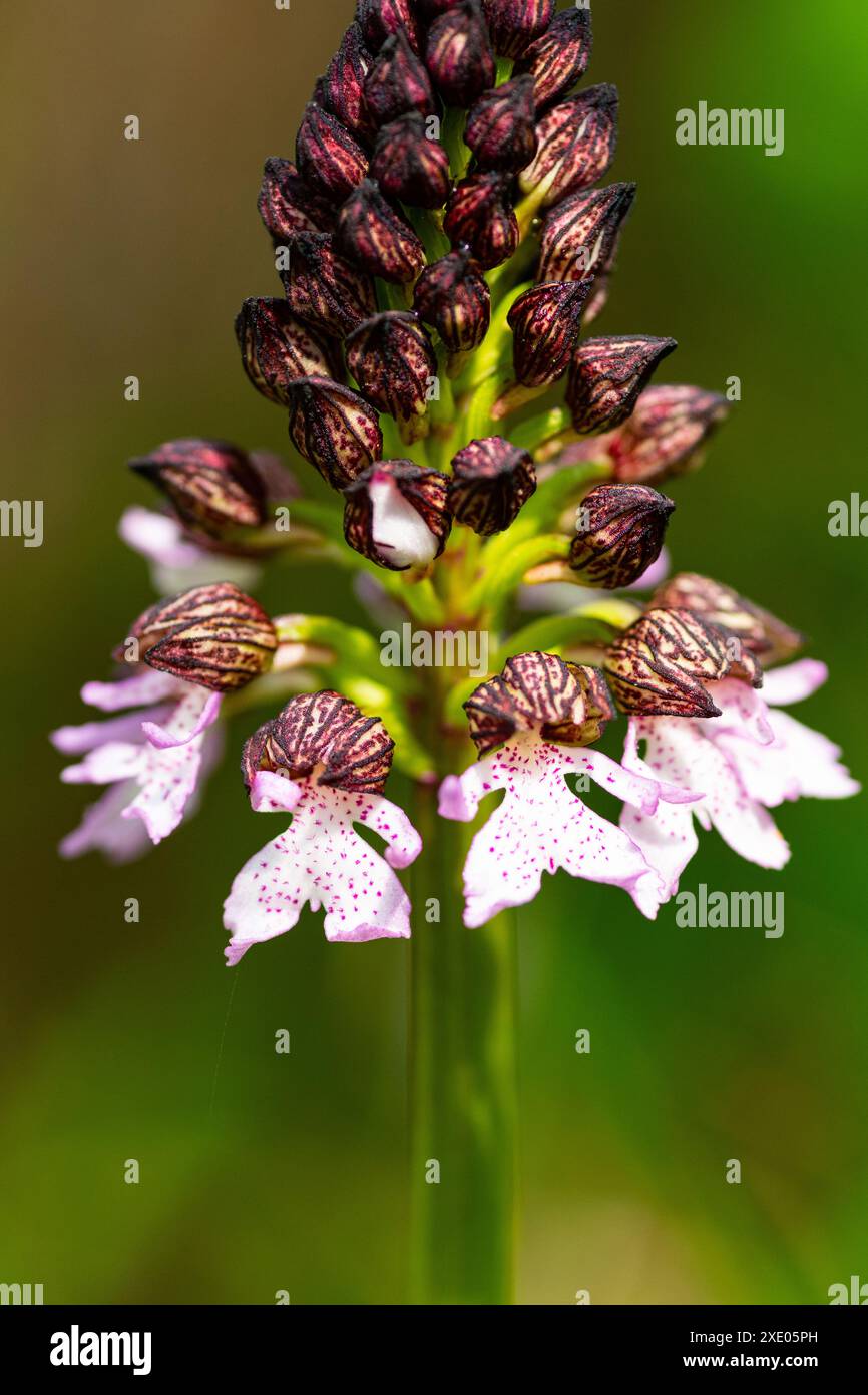 Fiore selvatico di orchidea paludosa lievitata in primavera Foto Stock