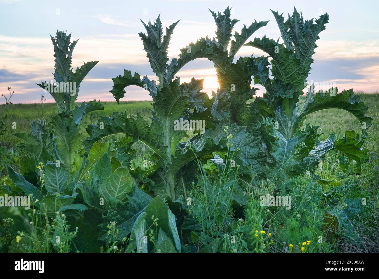 Potente cardo di campo contro il cielo del tramonto Foto Stock