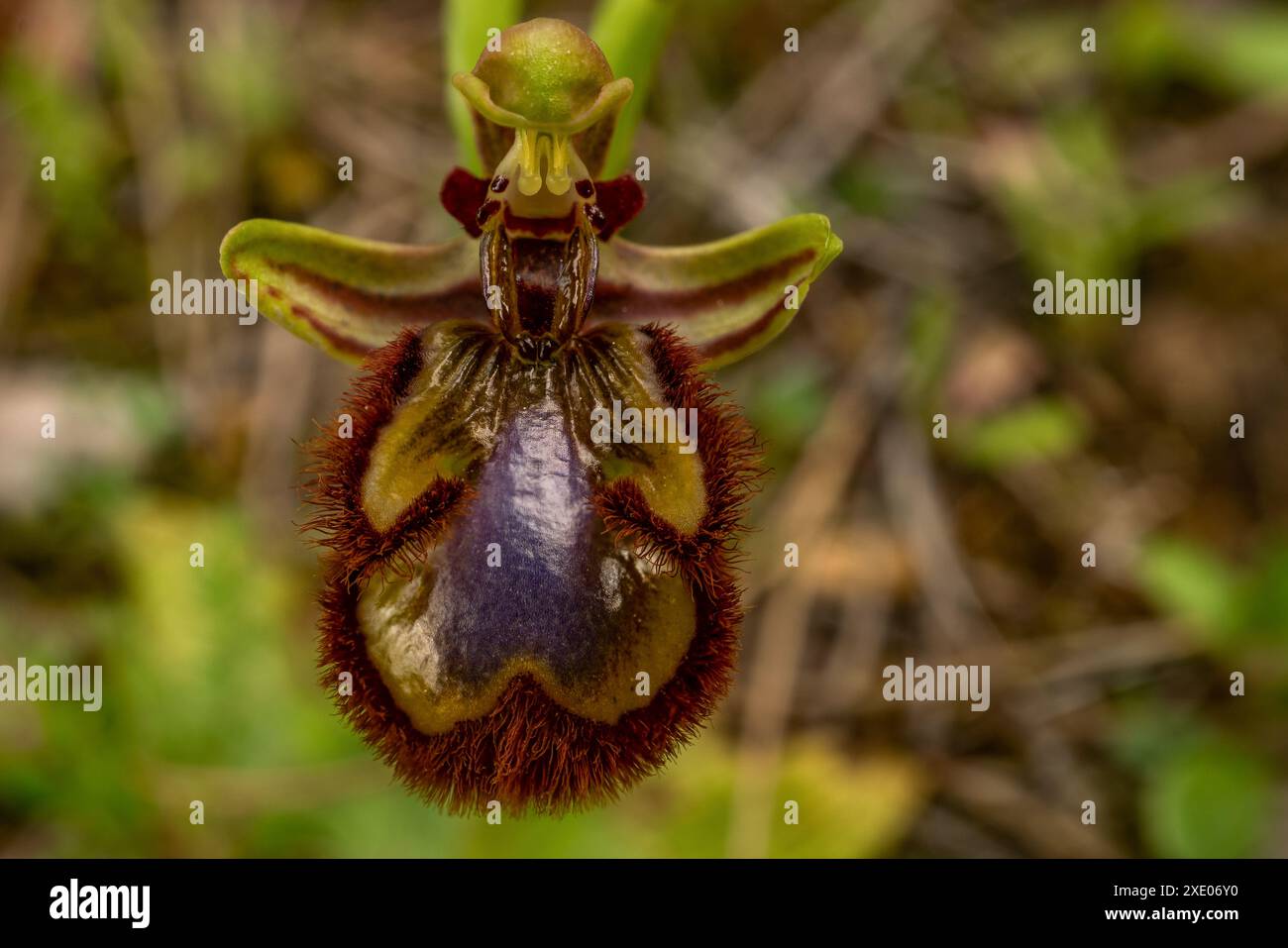 Primo piano dell'orchidea selvatica Ophrys speculum Foto Stock