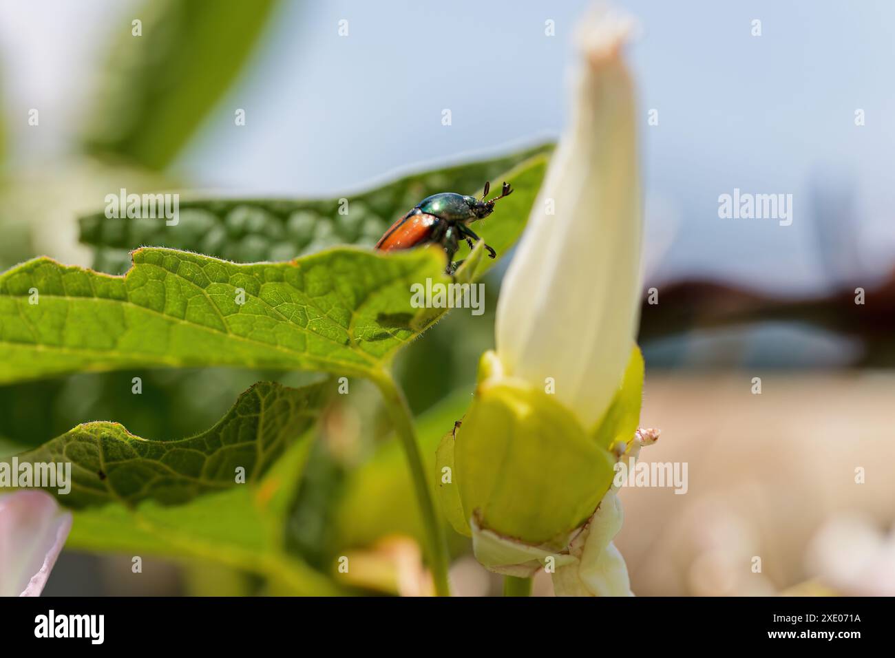 Lo scarabeo giapponese (Popillia japonica) è una specie di scarabeo nella gloria mattutina Foto Stock