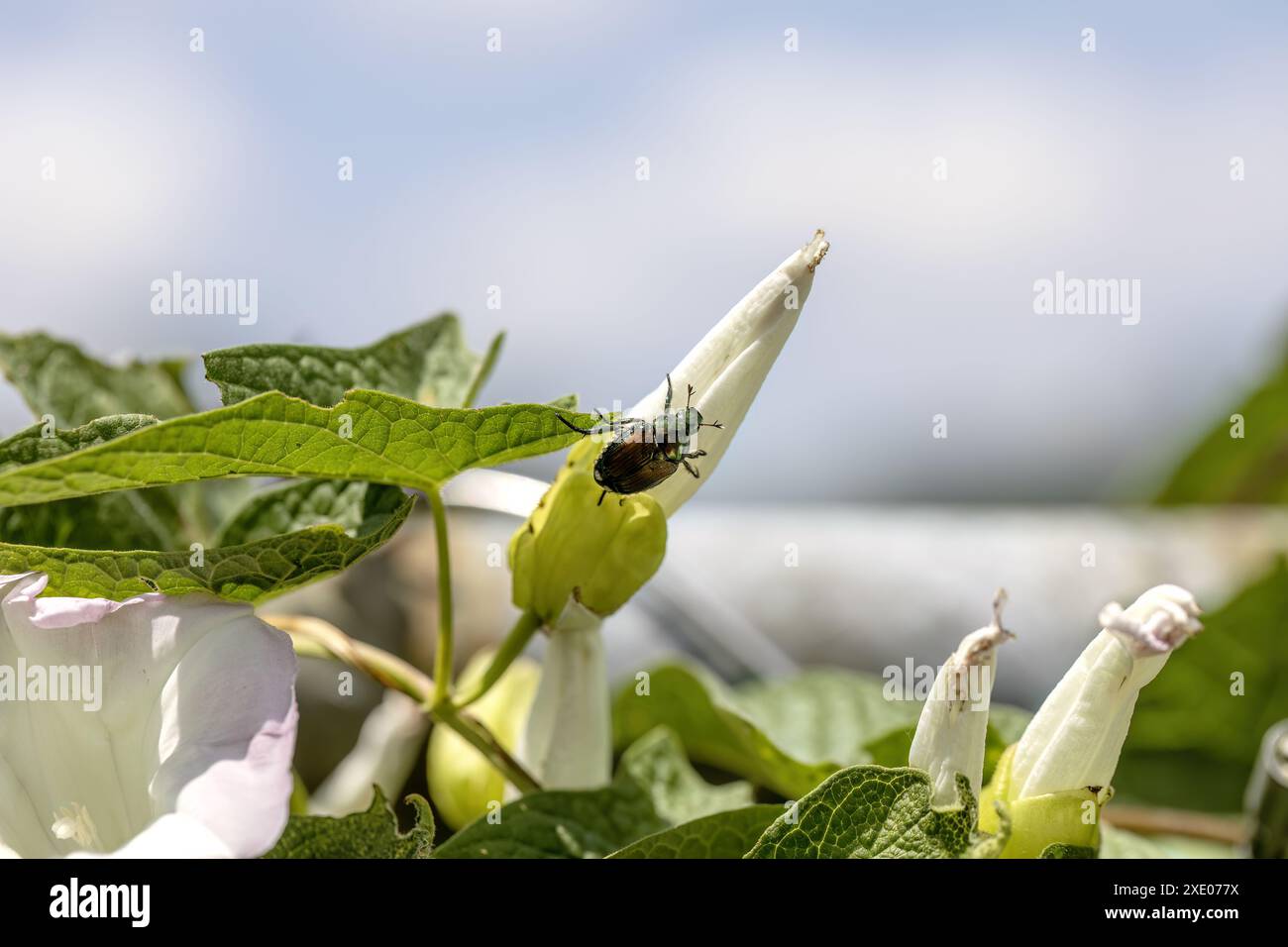 Lo scarabeo giapponese (Popillia japonica) è una specie di scarabeo nella gloria mattutina Foto Stock