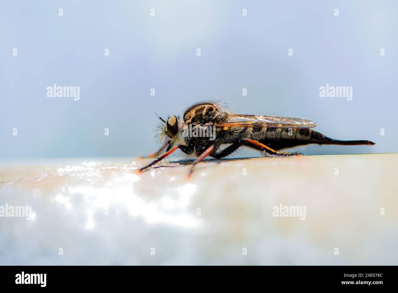 Il rapinatore vola. Si nutrono principalmente o esclusivamente di altri insetti e di norma aspettano in un'imboscata e catturano le loro prede in volo. Foto Stock