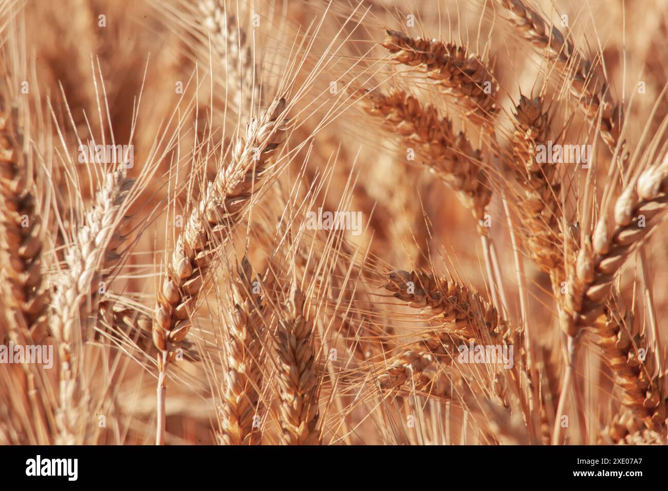 Spighe di grano primo piano. Sfondo grano dorato Foto Stock