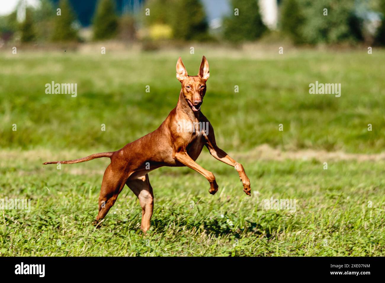Cirneco dell'etna che corre a tutta velocità in un percorso di richiamo Foto Stock