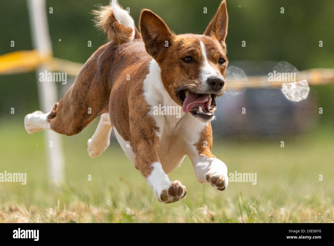 Basenji corre a tutta velocità in uno sport di corsa Foto Stock