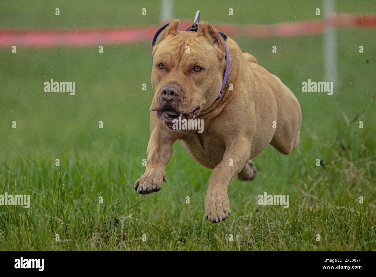 Pit Bull Terrier si è sollevato da terra durante la gara di corse di cani che correva direttamente nella telecamera Foto Stock