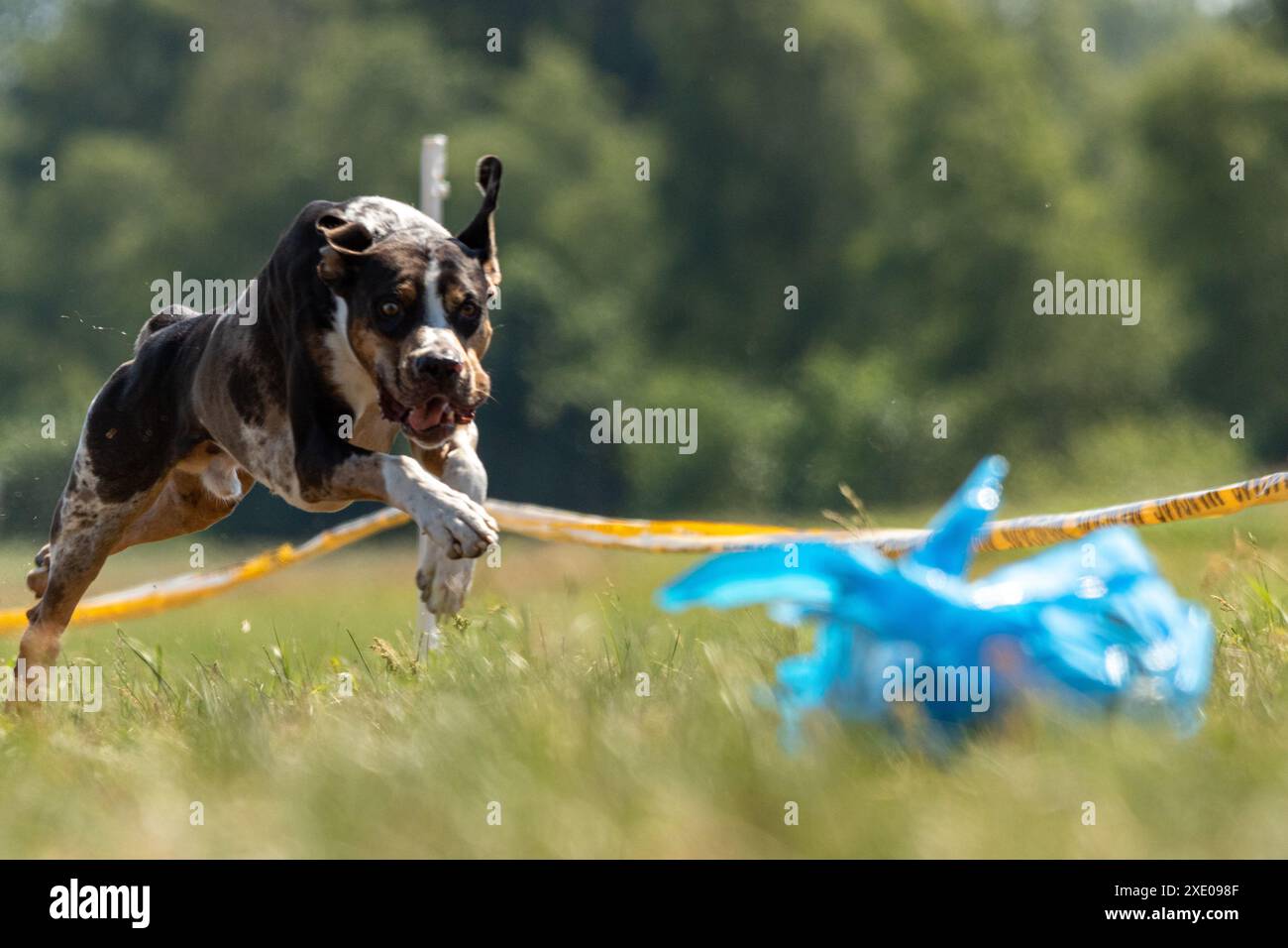Catahoula Leopard Dog che corre in un'atmosfera di richiamo Foto Stock