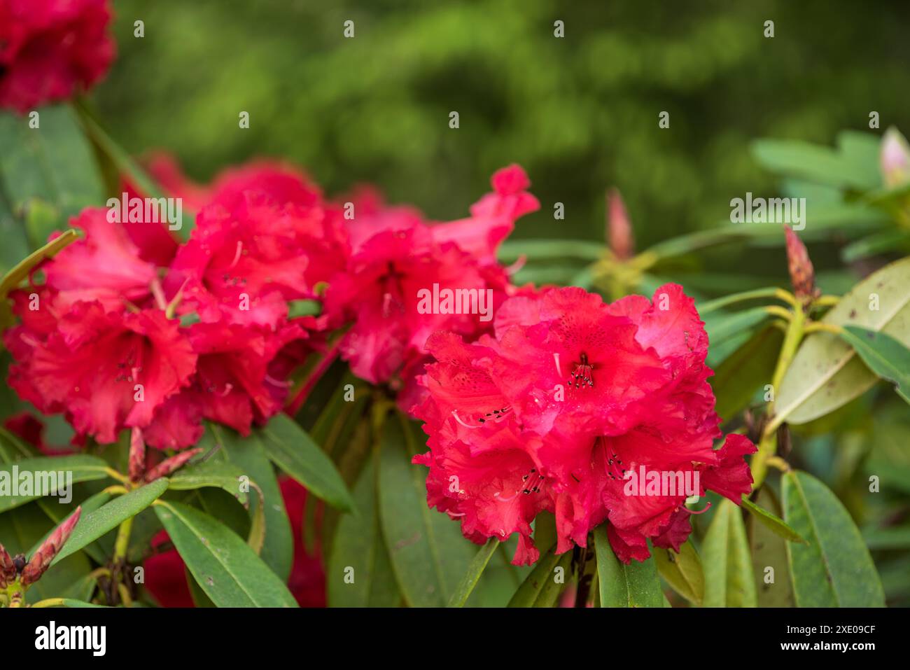 Fiori di un cespuglio rosso di rododendro - rosa alpina ravvicinata Foto Stock