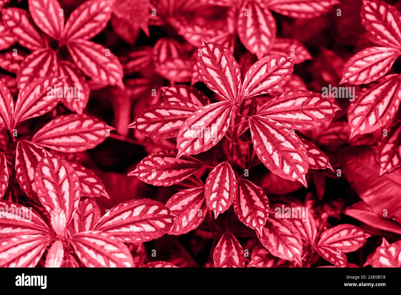 Fittonia variegata in primo piano. Foto Stock