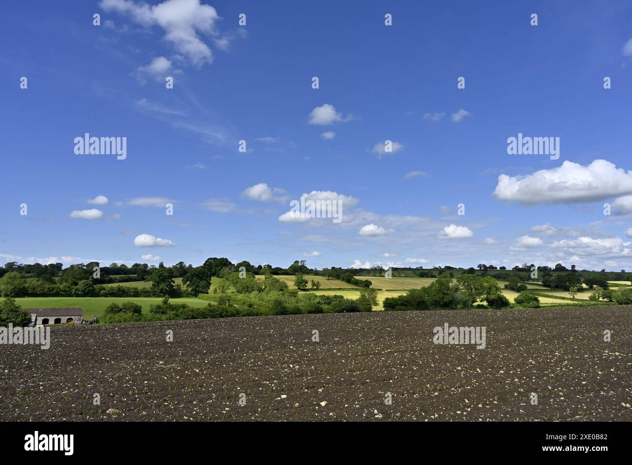 Campo agricolo e vista vicino a Midsomer Norton, Somerset, Inghilterra, con file di piante molto giovani appena emerse dal suolo Foto Stock