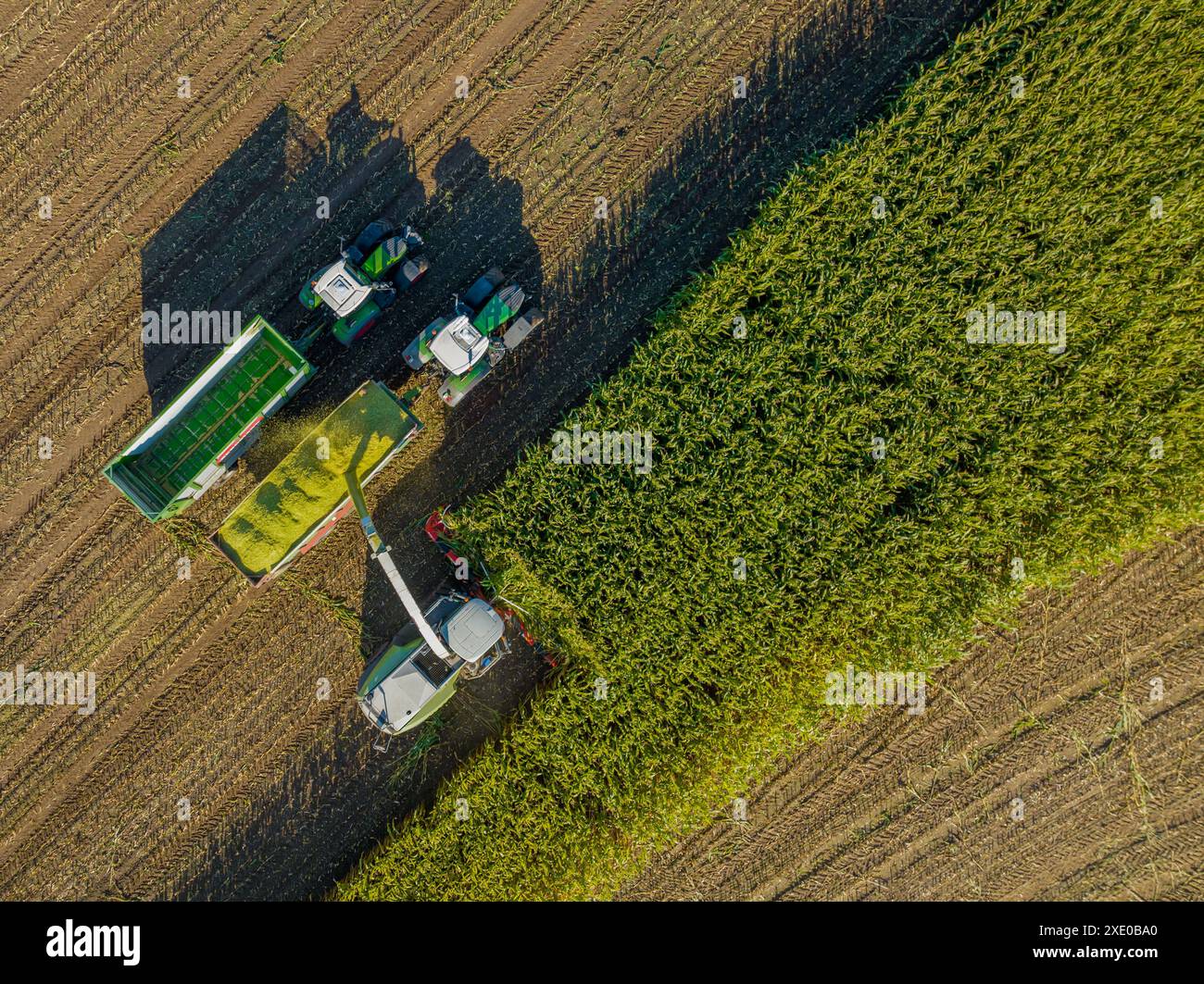 Vista aerea della trinciacaricatrice sul taglio del mais per insilato nel campo. Raccolta di prodotti da biomassa. Tratto Foto Stock