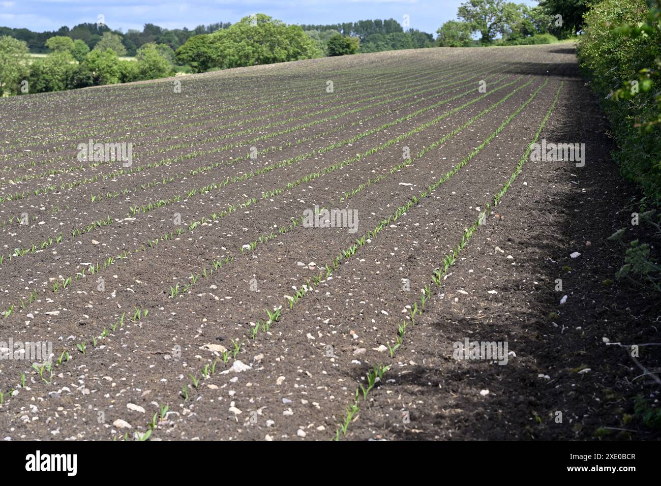 Campo agricolo e vista vicino a Midsomer Norton, Somerset, Inghilterra, con file di piante molto giovani appena emerse dal suolo Foto Stock