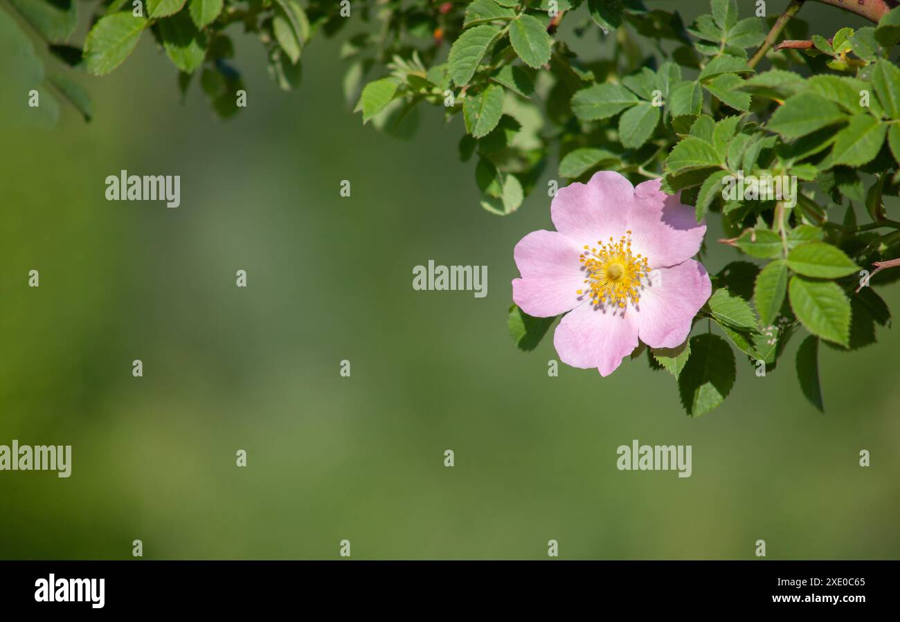 Primo piano con fiori di rosa selvatici. Copiare lo spazio su sfondo sfocato sotto foglie e fiori. Foto Stock