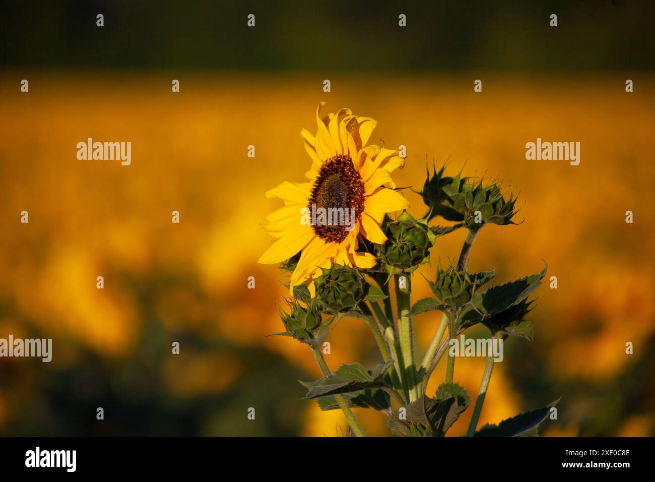 Primo piano di girasole sullo sfondo sfocato di altri girasoli in fiore. Foto Stock