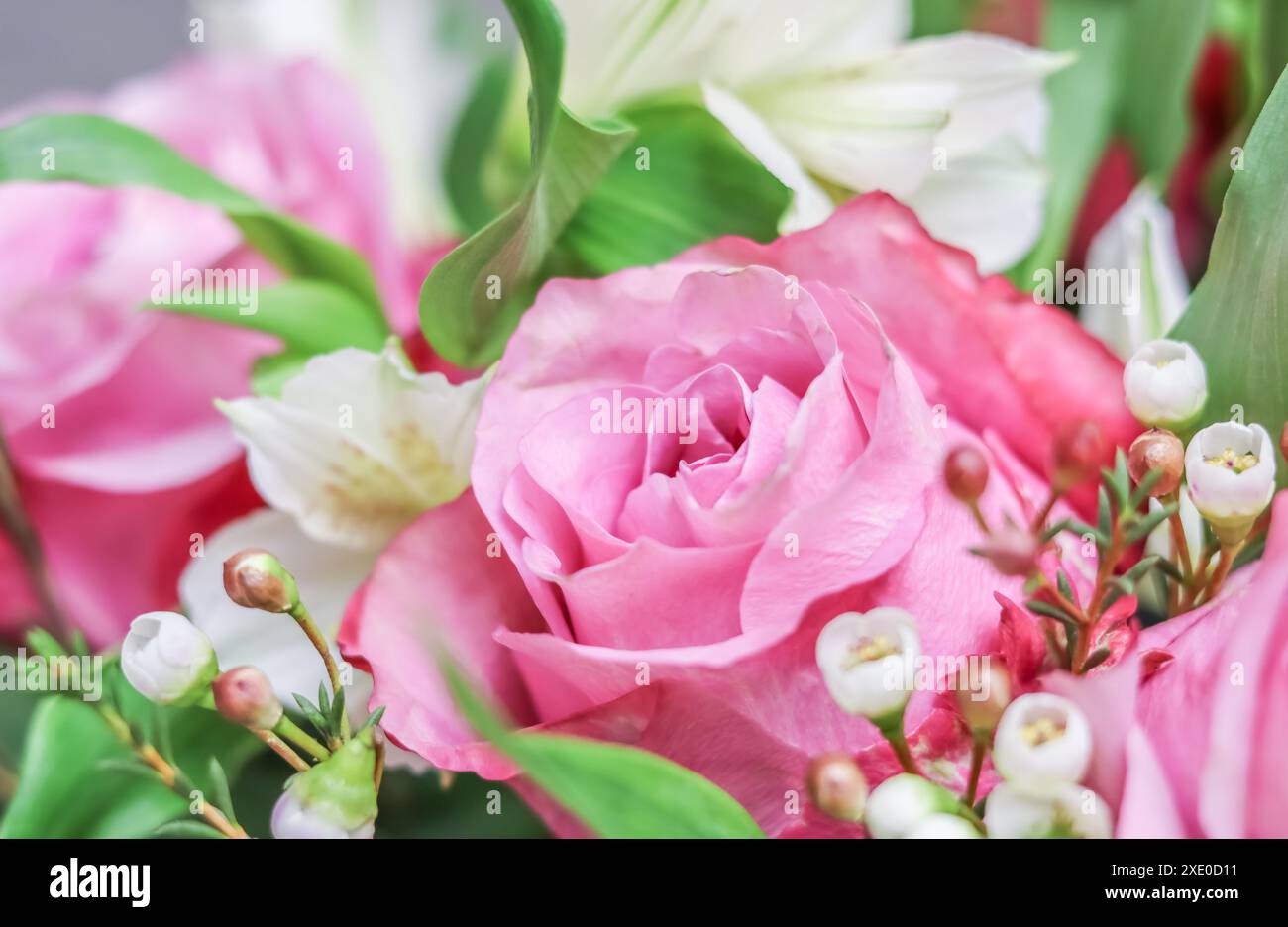 Rosa rosa in fiore disposizione. Decorazione rose e piante ornamentali Foto Stock