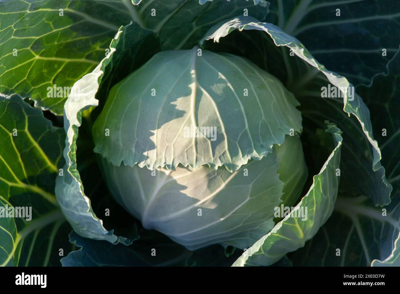 Primo piano sul cavolo fresco. Nel giardino cresce una verdura verde. Foto Stock