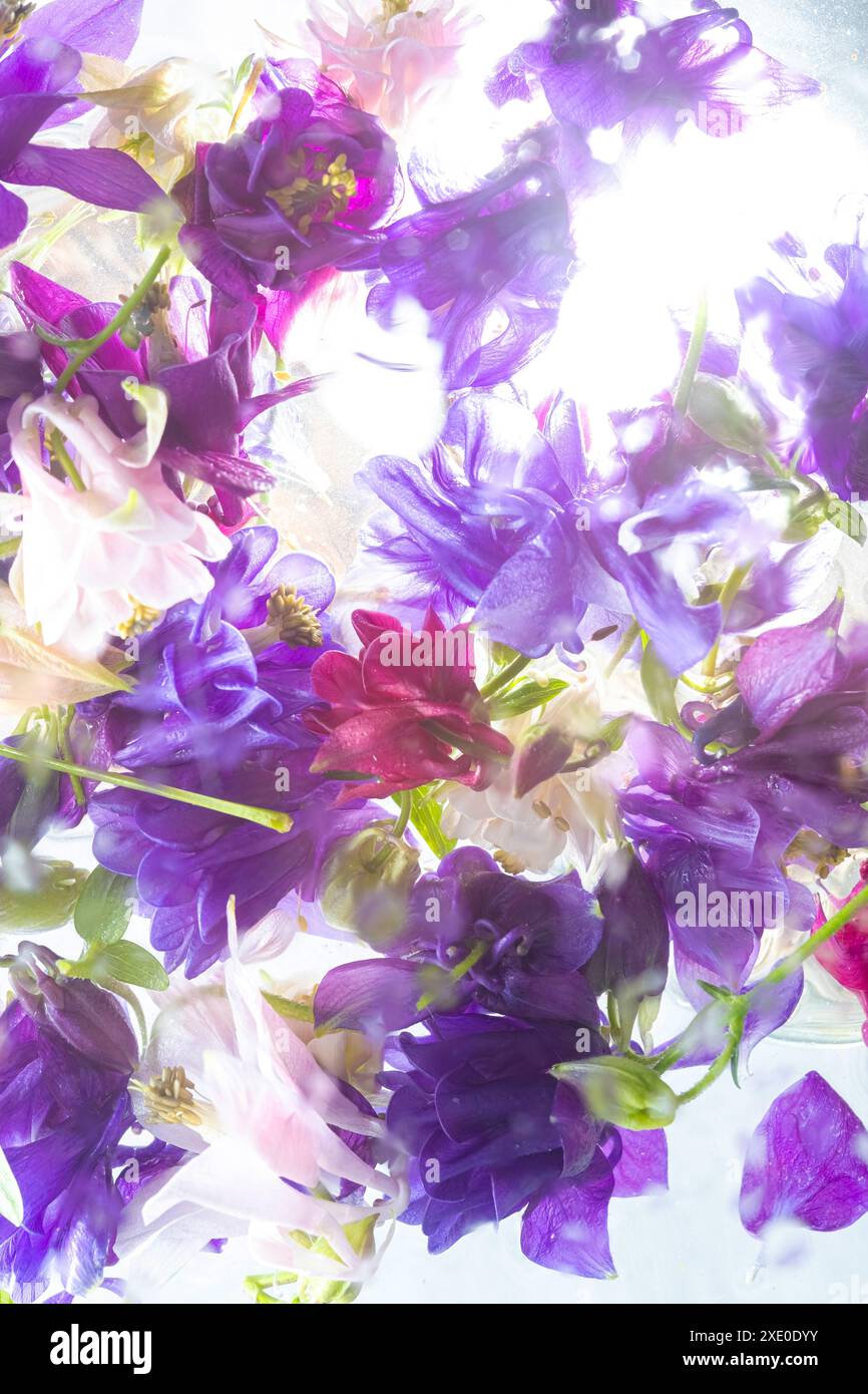 Colorata gamma di fiori volanti viola, rosa e bianco primaverili Aquilegia fiorisce con una messa a fuoco morbida. l'immagine cattura la delicata bellezza e i colori vivaci di Foto Stock