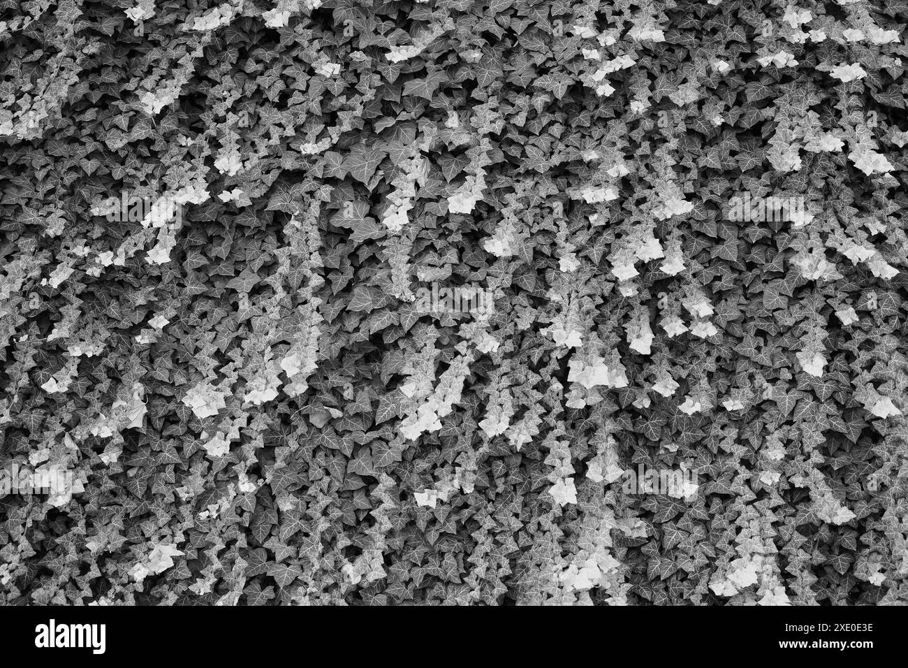 Sfondo di piante di edera in bianco e nero Foto Stock
