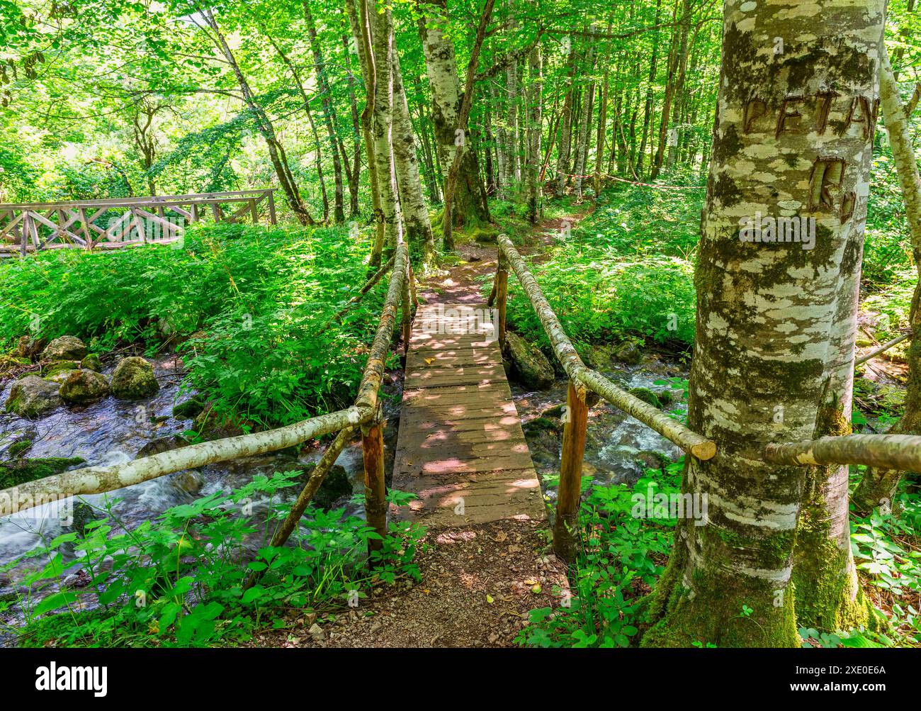 Ponti nella foresta Foto Stock