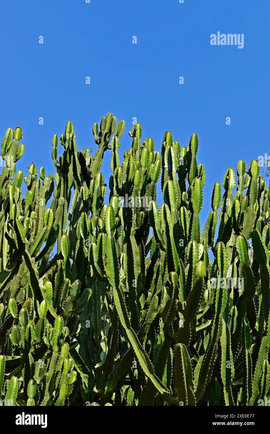 Spurge chiazzato o spurge candelabro (lattea Euphorbia) Foto Stock