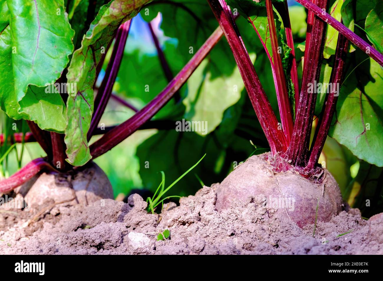 Barbabietola. Una verdura di radice nella terra. Primo piano Foto Stock