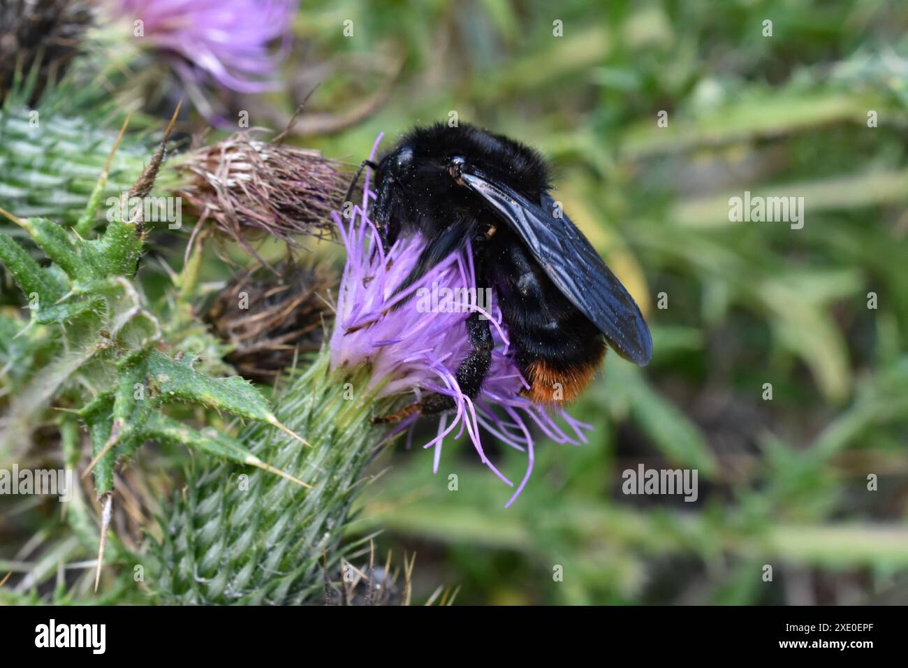 Bumblebee su thistle Foto Stock