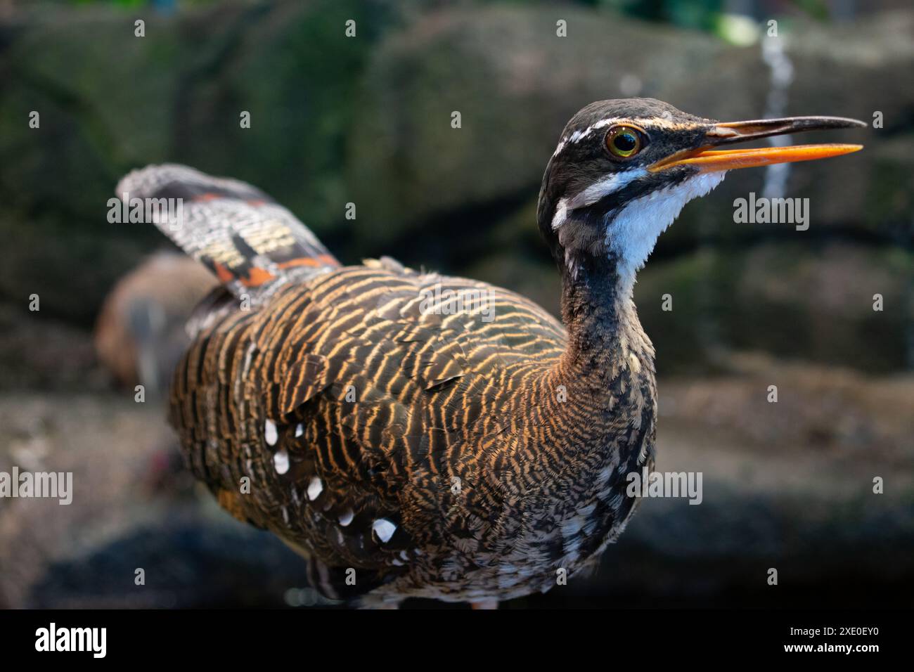 Eurypyga helias, amaro solare Foto Stock