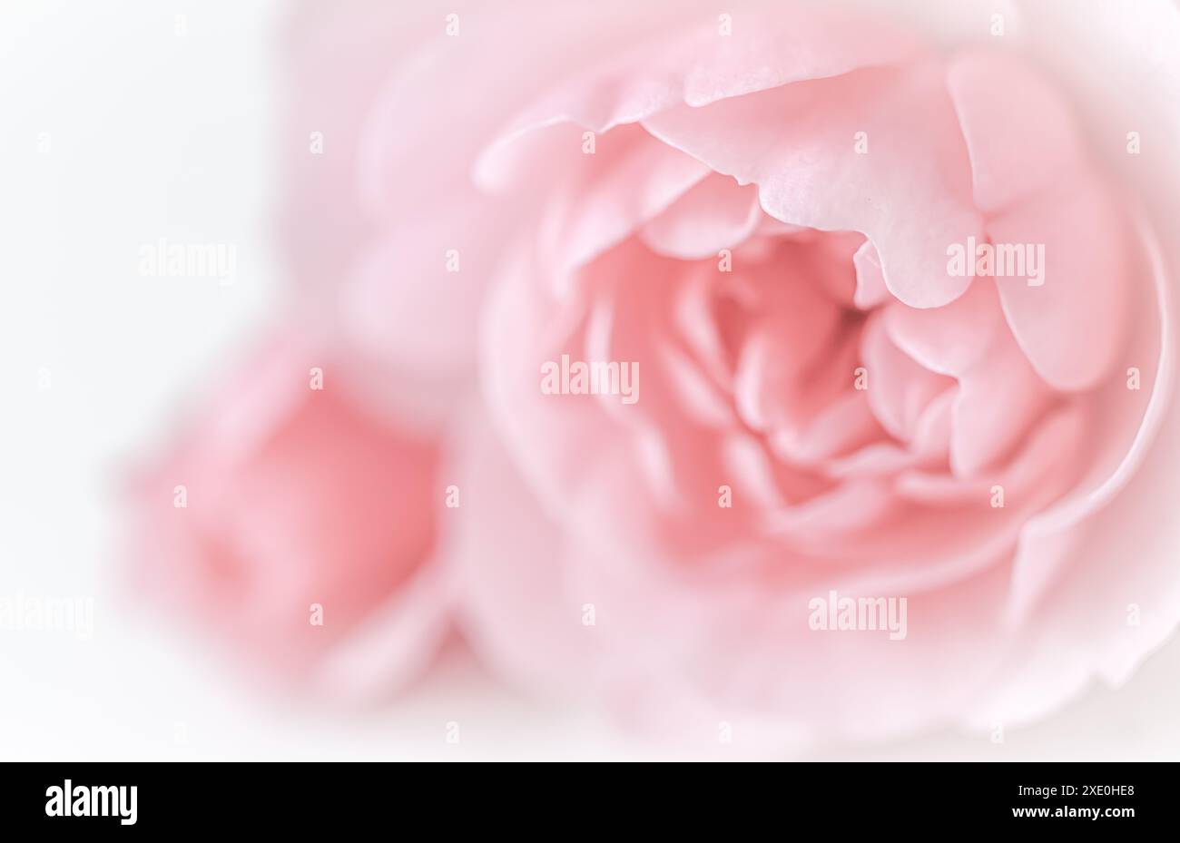 Rosa chiaro fiore isolato su sfondo bianco. Messa a fuoco morbida Foto Stock