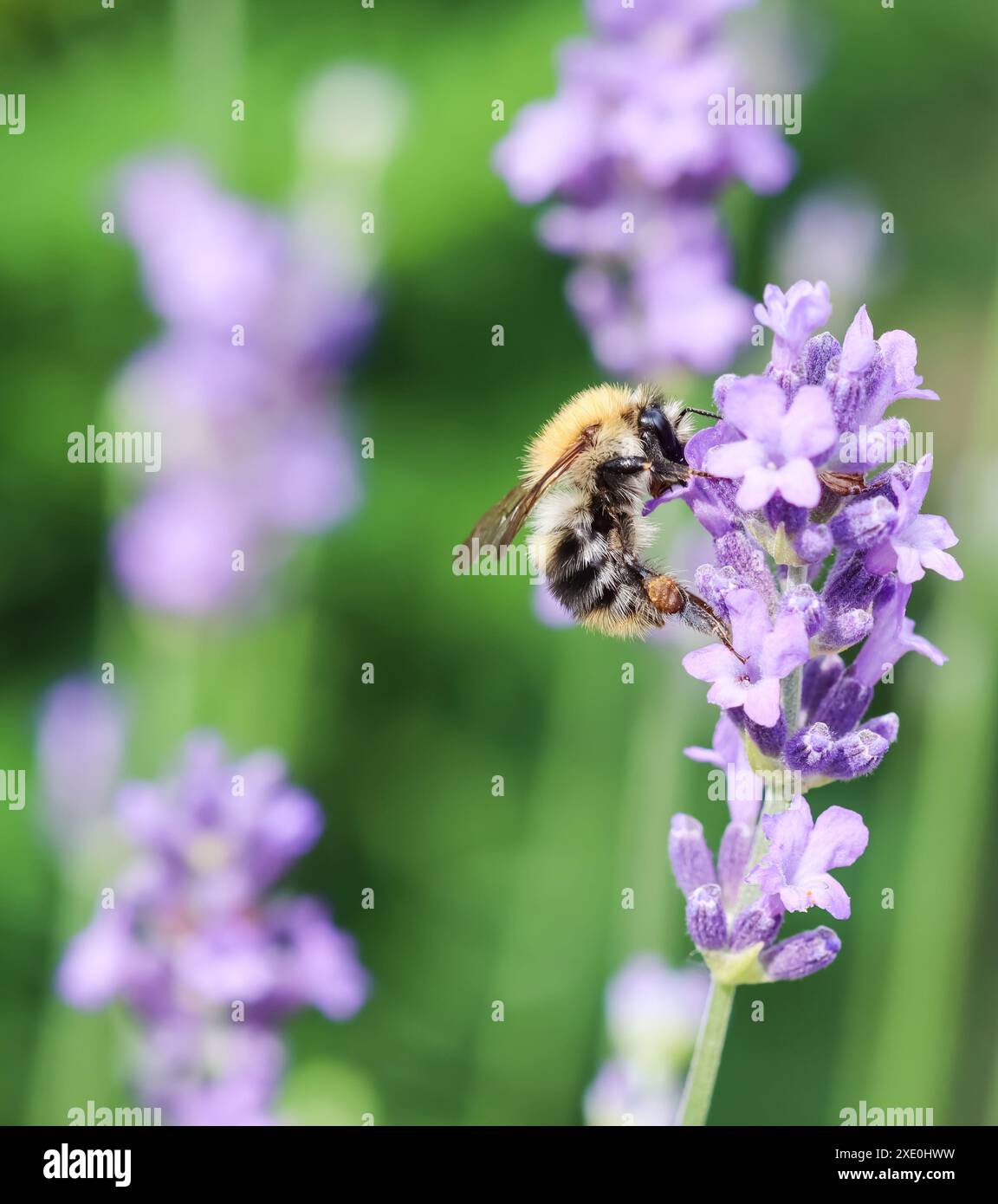 Ape di lavoro sul fiore di lavanda nel giardino estivo Foto Stock